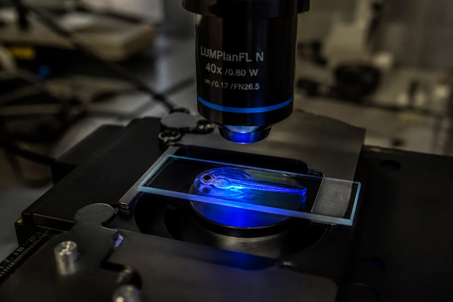 Axon guidance assays: choosing the right setup for your lab
