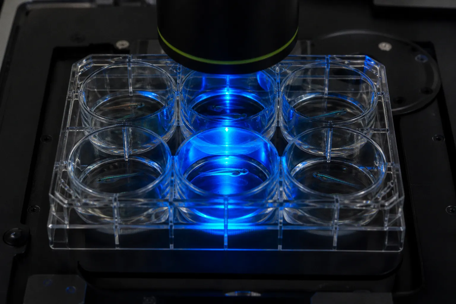 Calcium imaging systems for zebrafish: choosing the right setup