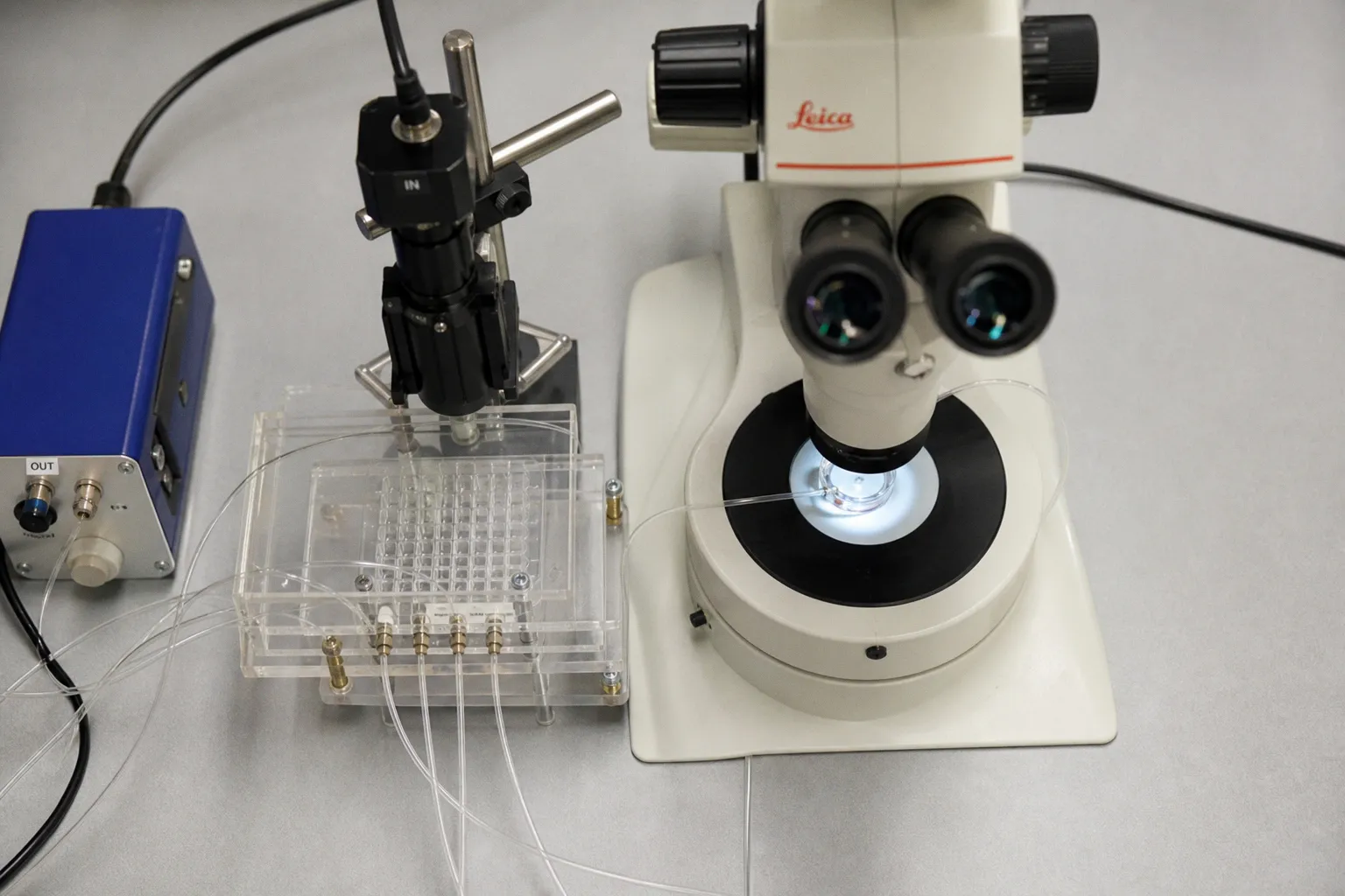 Decoding Neural Complexity: Beyond Chemical Labels in Brain Circuitry