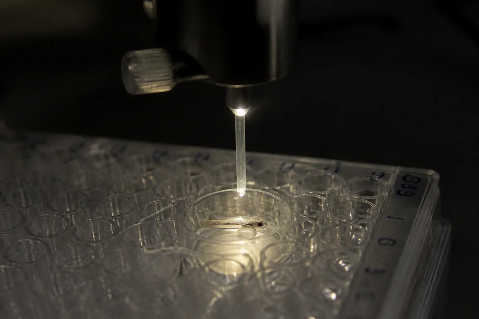 Ectopic olfactory receptor screening: a fast RT-qPCR setup
