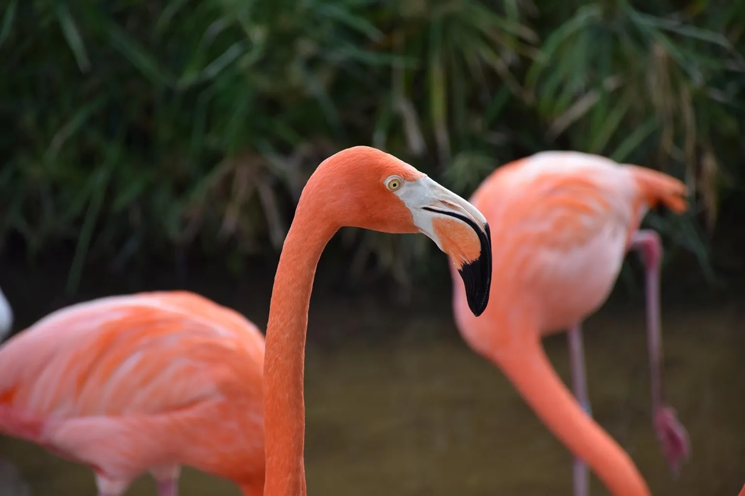 Gatorland tickets: simple steps for fast park entry