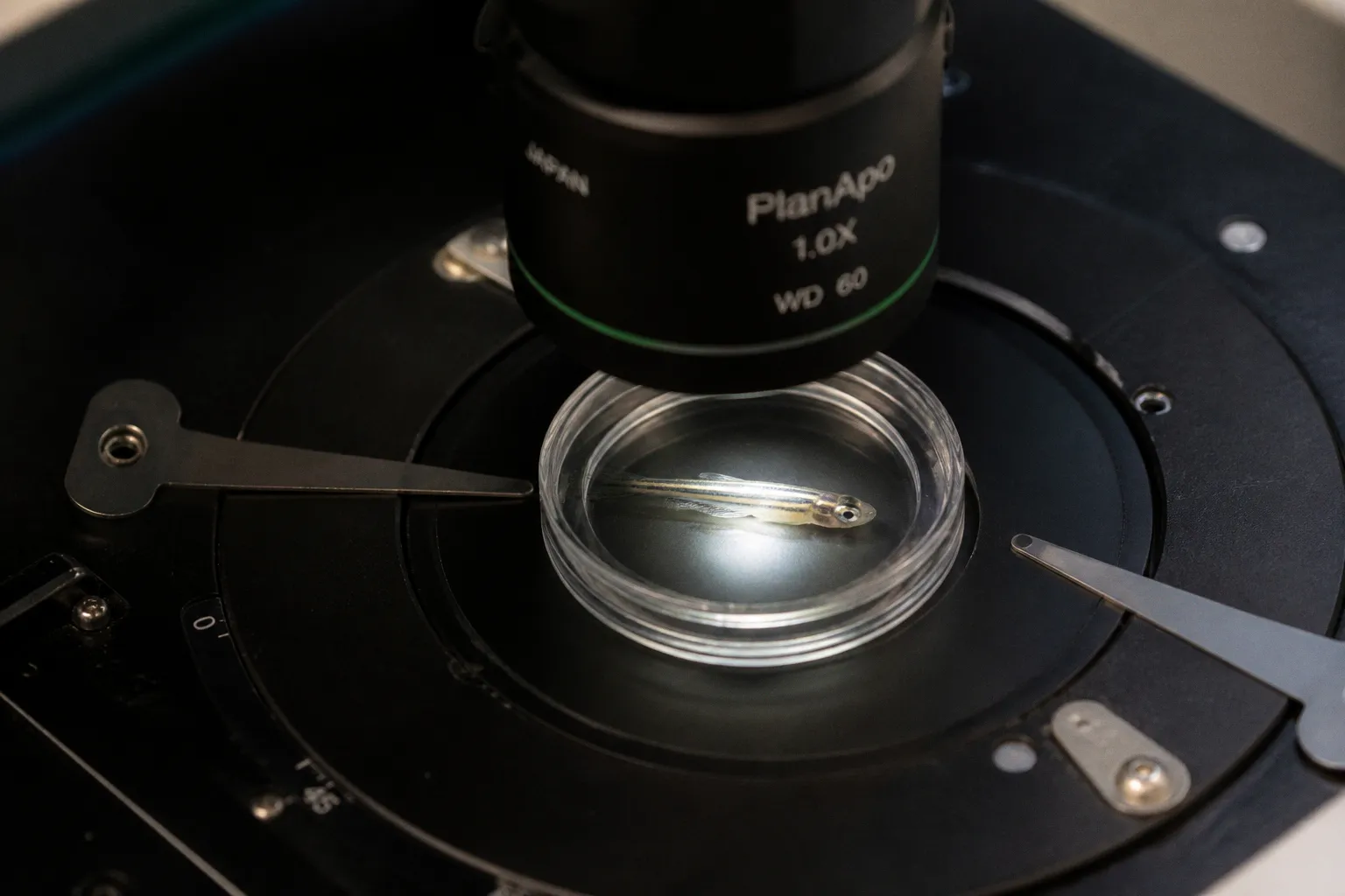 How Early Visual Exposure Rewires Zebrafish Retinal Circuits and Behavior
