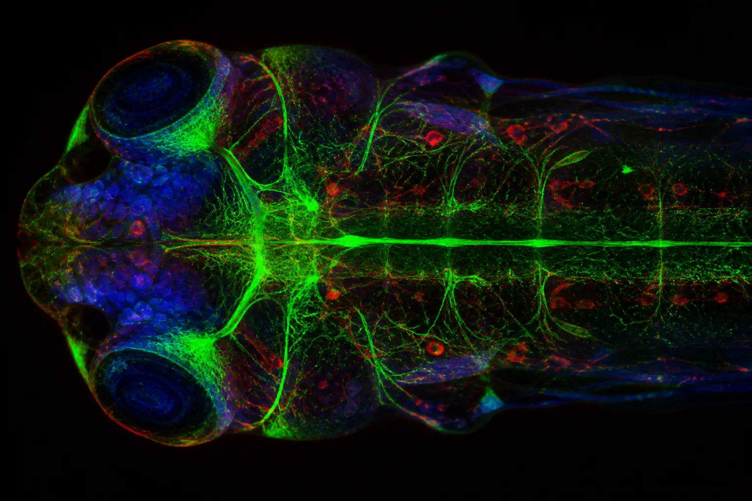 How Estrogen Shifts Neural Architecture and Impacts Experimental Data