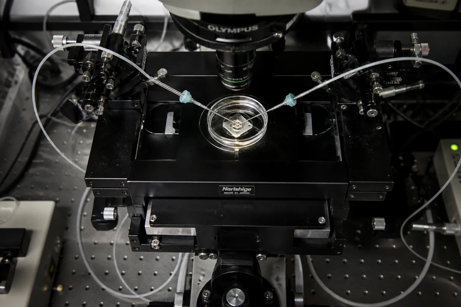 How GLP-1 Drugs Are Redefining the Brain’s Reward Circuitry
