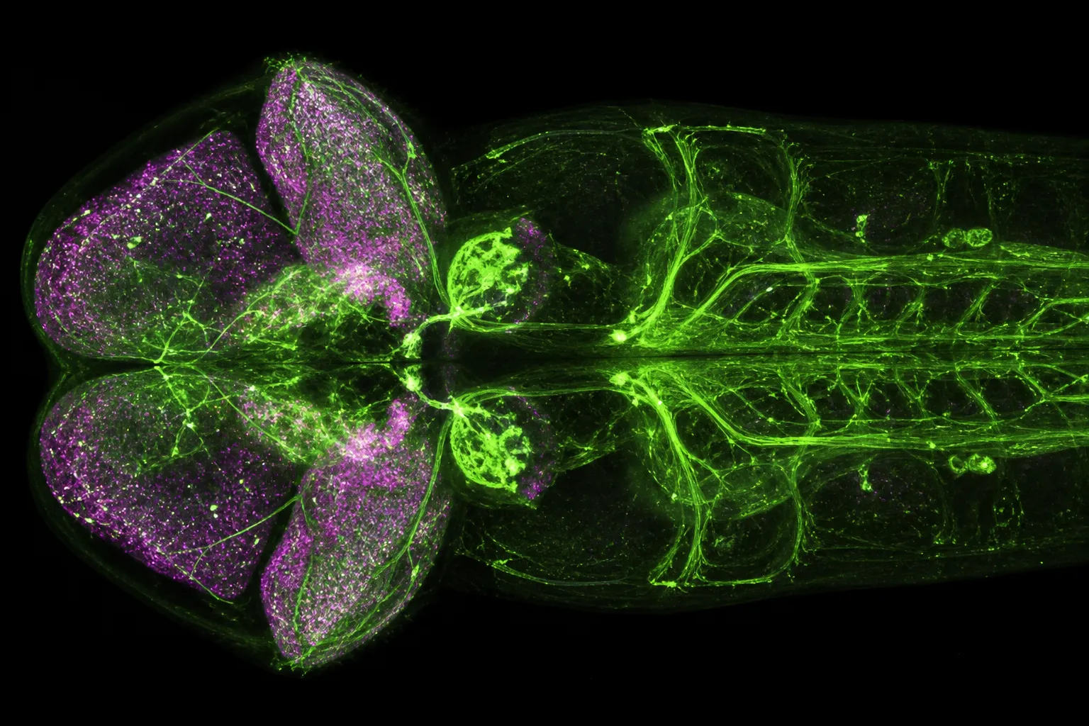 How Top-Down Feedback Loops Reshape Neural Network Processing