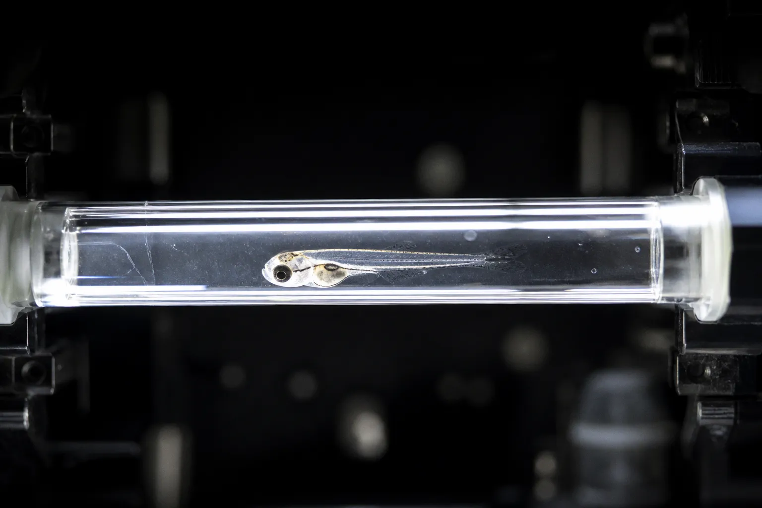 Larval zebrafish motor recovery after spinal cord injury