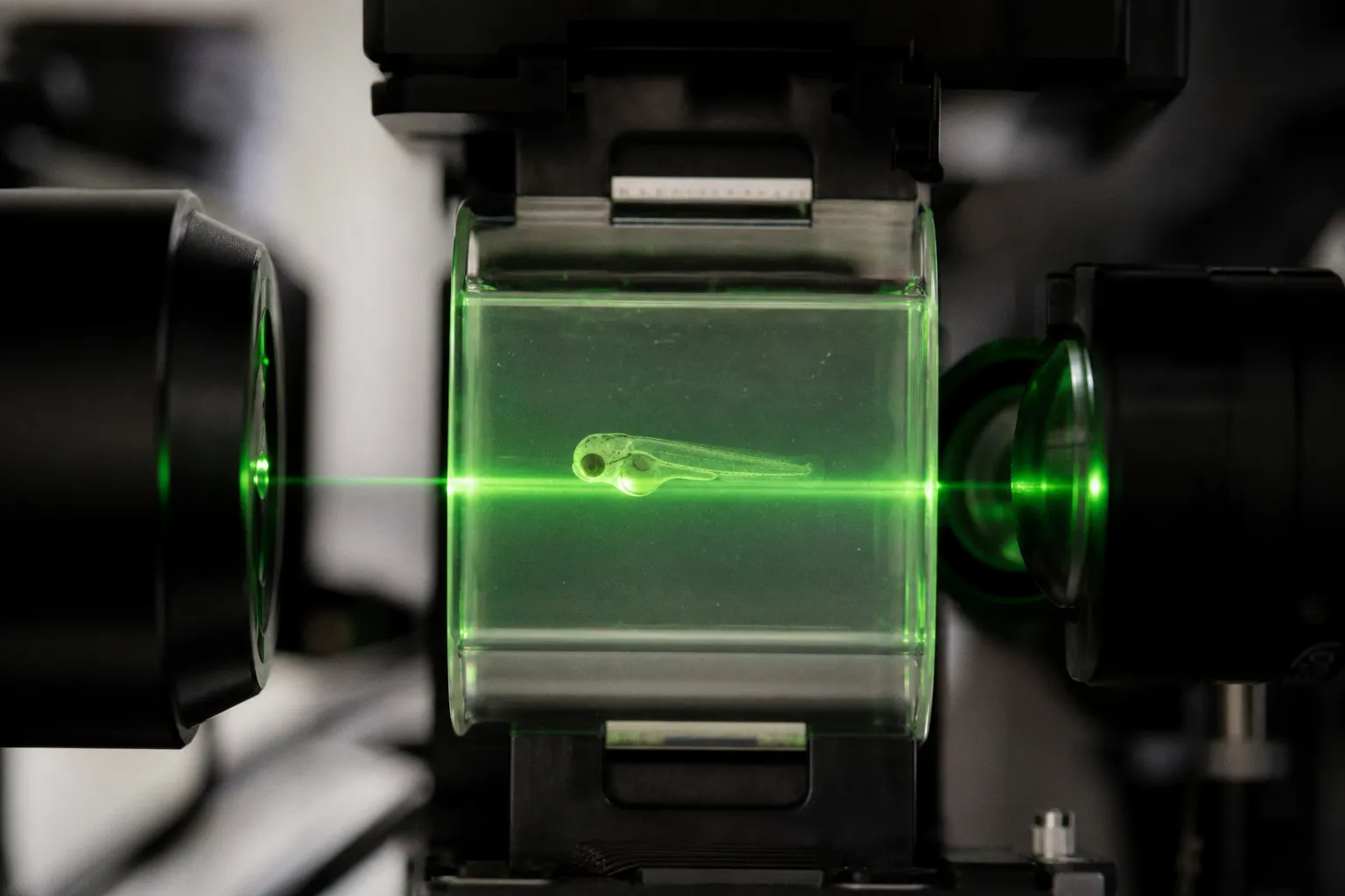 Light-sheet illumination setups for zebrafish brain imaging