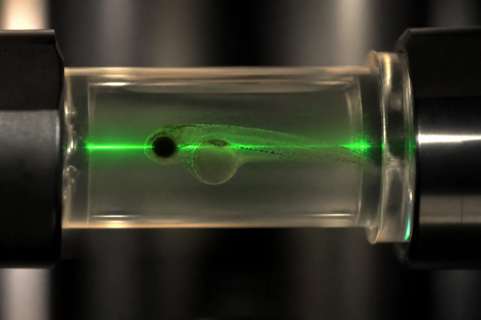 Light-sheet zebrafish imaging: from mounting to data