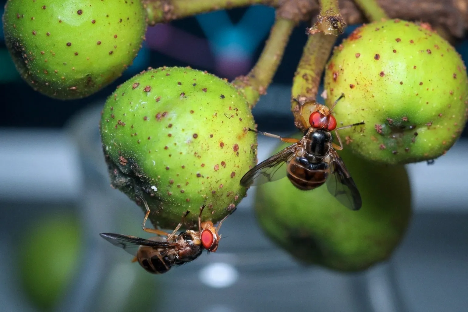 Mapping the Male Fruit Fly Brain: A Complete Connectome of 166,000 Neurons