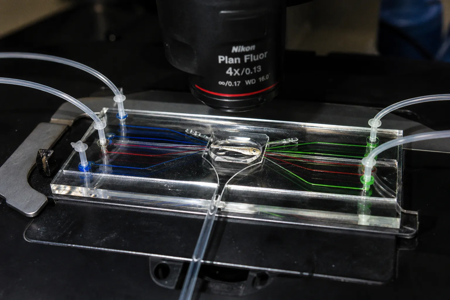 Microfluidic odorant delivery: zebrafish assay setup
