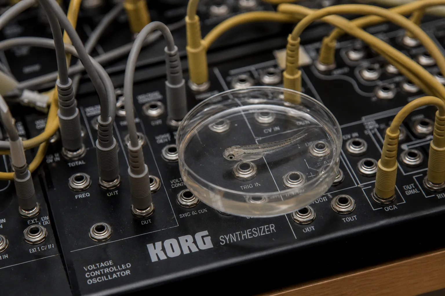 Neural data to MIDI: fast audio conversion for sci-art