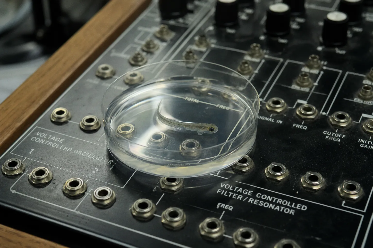 Neural data to MIDI: quick sonification for public events