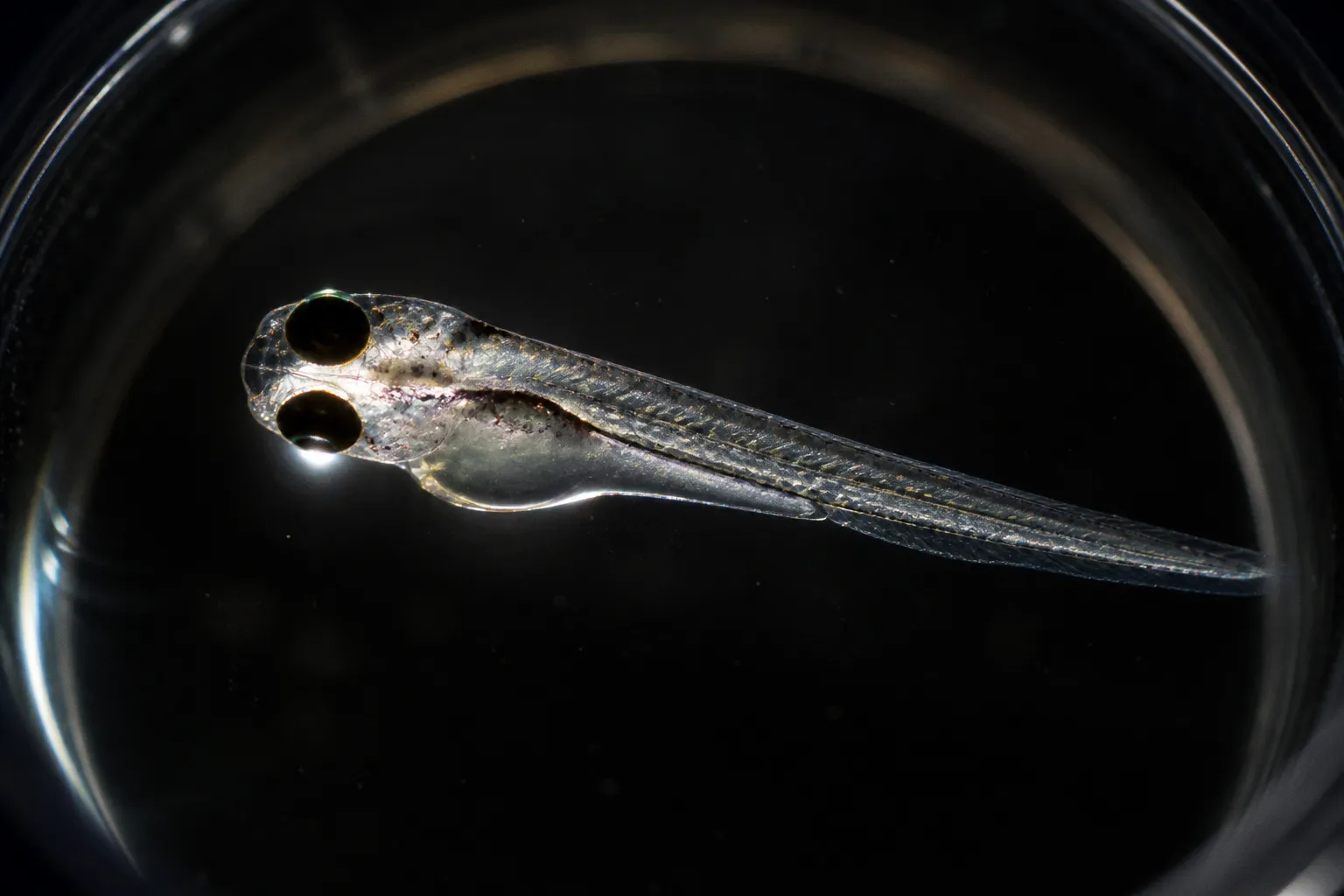 Olfactory bulb circuits before and after sensory deprivation