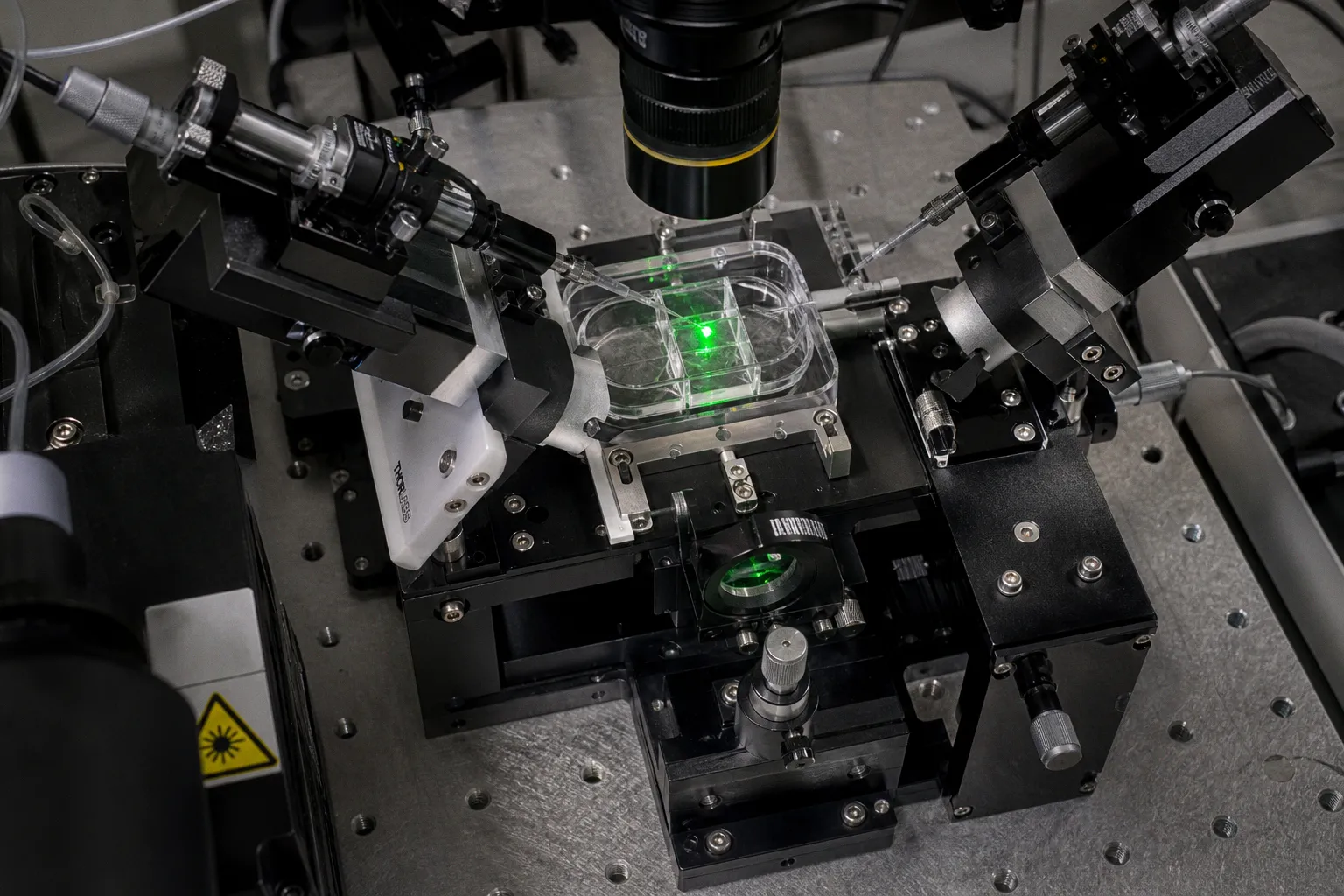 Optical Tweezers Bypass Speakers to Control Zebrafish Heart Rates via Otoliths