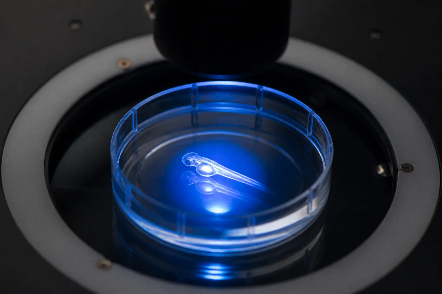 Salk researchers isolate specific neurons controlling complex social behaviors