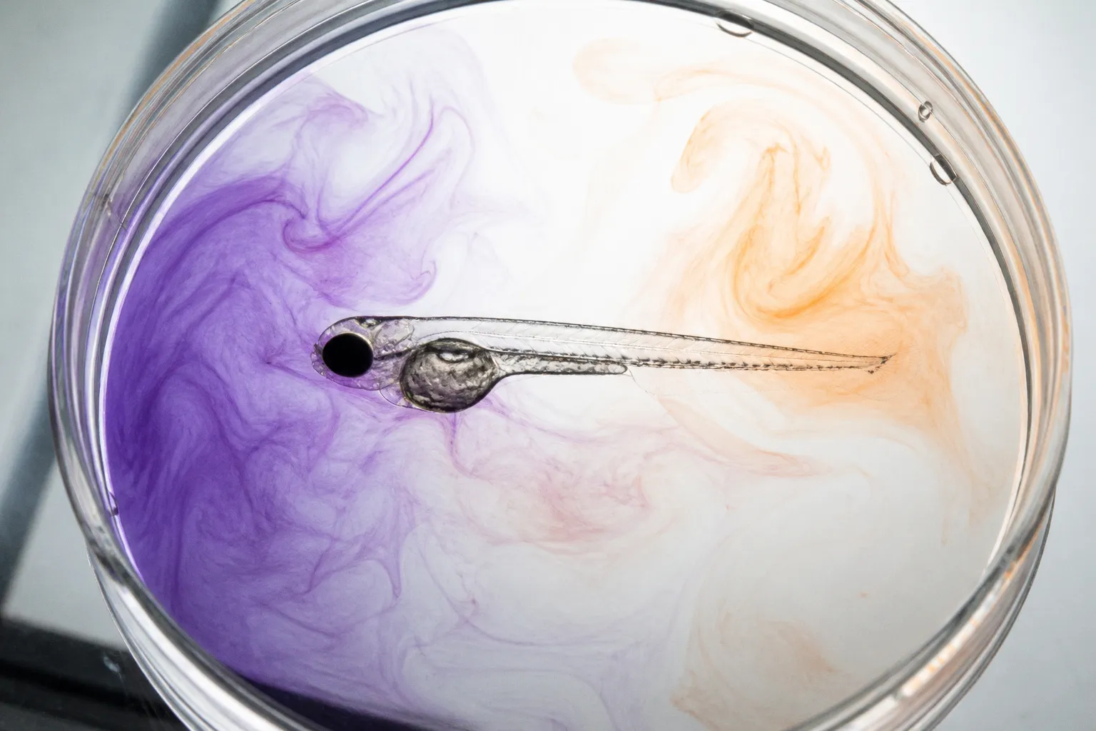 Taste and smell integration: a zebrafish mapping project