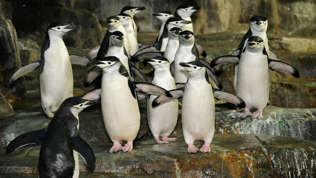 Central Park Zoo