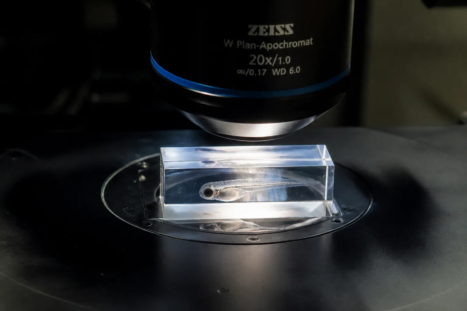Zebrafish agarose mounting: a step-by-step imaging plan