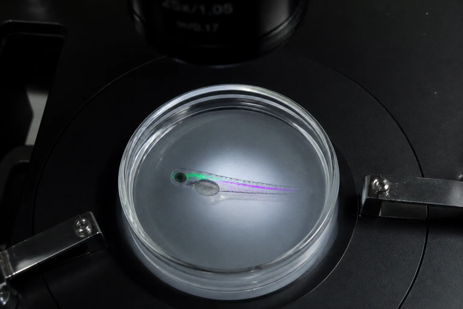 Zebrafish axon guidance tracking: a dual-color imaging plan