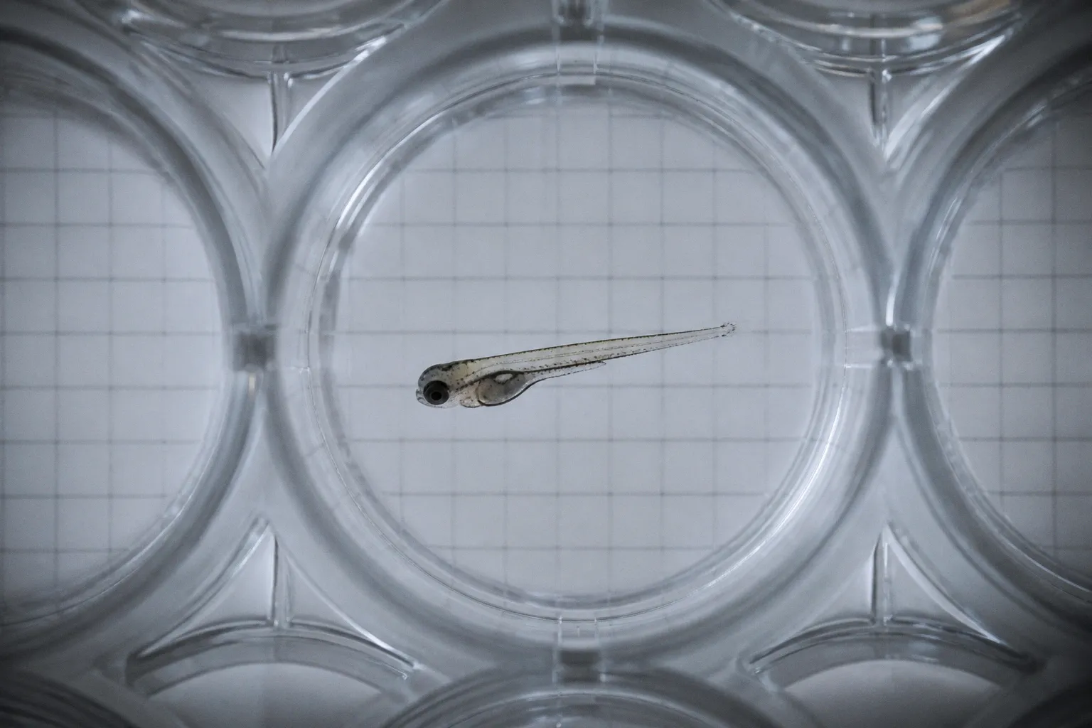 Zebrafish Behavior Tracking Software: Selection Guide