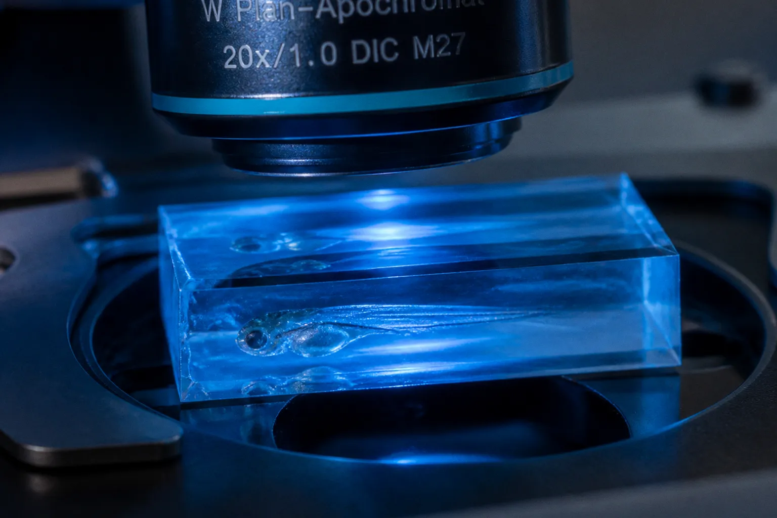 Zebrafish brain imaging: 5 ways to prevent motion artifacts