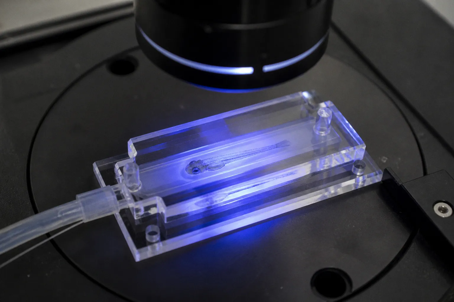 Zebrafish immobilization: choosing the right imaging method