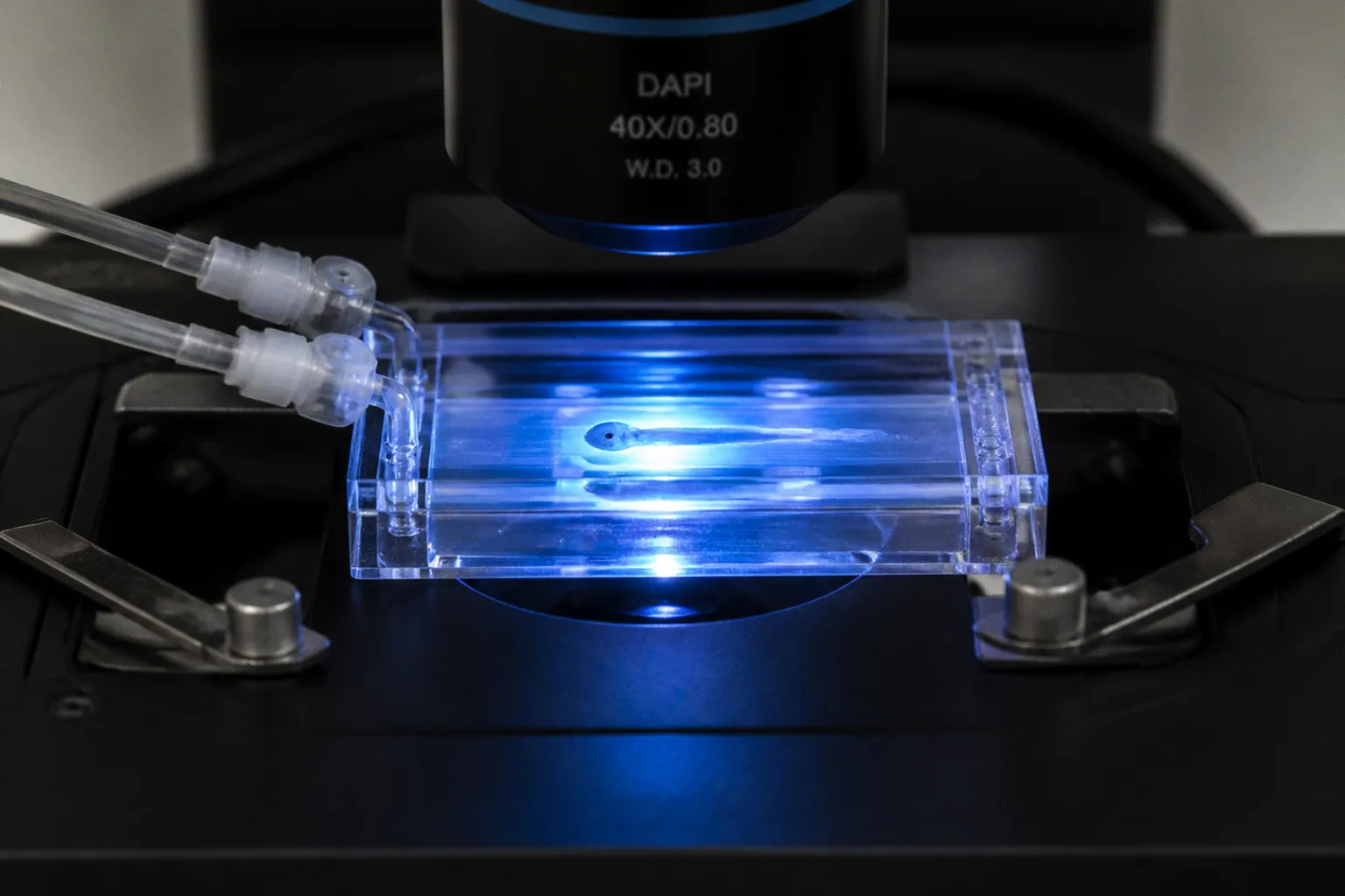 Zebrafish olfactory mapping: from preparation to final data