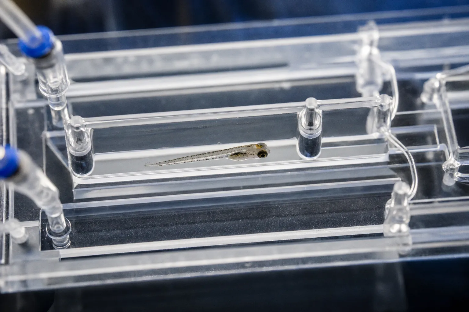 Zebrafish sensory processing models: selection criteria